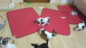 КАК ПРИУЧИТЬ ЩЕНКА КЛОТКУ (ПЕЛЕНКЕ) / питомник Чихуахуа (ЧИХУА) Мари Мистик / Марина Белкина