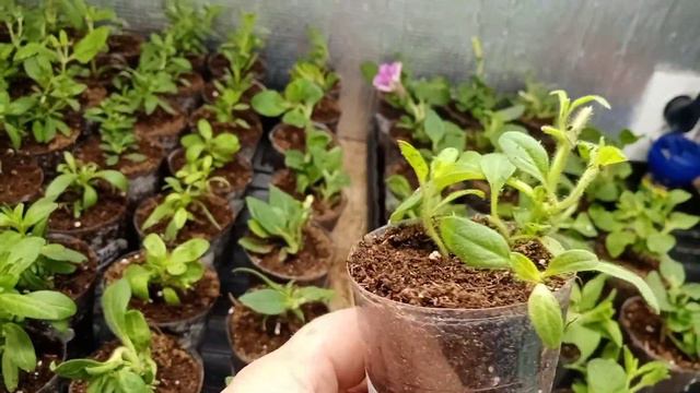 😱Кто виноват?😱Было-стало.😱Что ждать от посылки с АгроВиолы?😱 смотреть онлайн