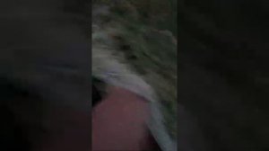 Ловля перепела на сеть вечером