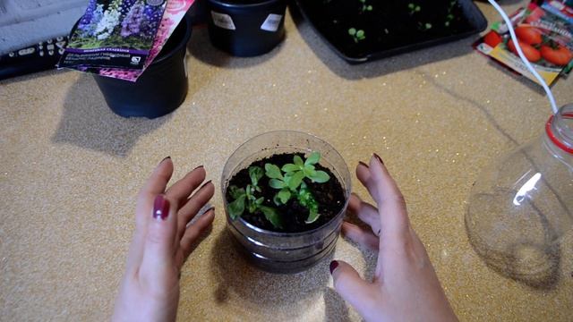 черенкование хризантемы из букета смотреть онлайн