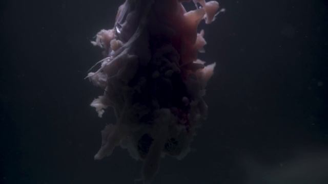 РЕАКЦИЯ ПИРАНИЙ НА ЧЕЛОВЕКА В АКВАРИУМЕ смотреть онлайн