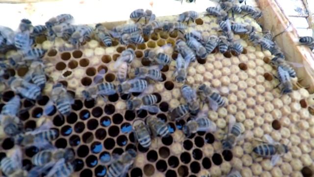 Раздача маток Бакфаста в нуклеусы ППУ Нижегородец. смотреть онлайн