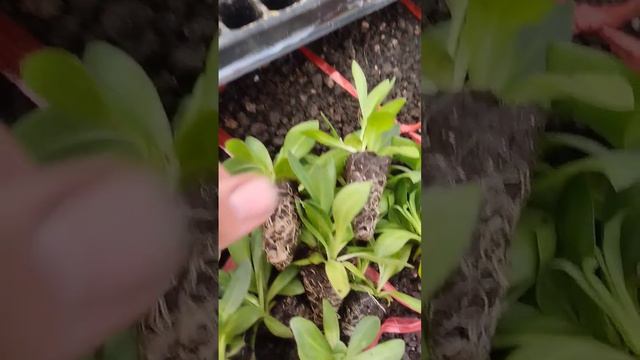 вот такой должна быть рассада эустомы #lisianthus #эустома #рассада смотреть онлайн
