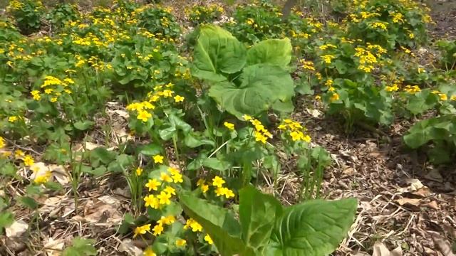 ДРАКОНИЙ КЛЮВ (Коготь дракона Symplocarpus) смотреть онлайн