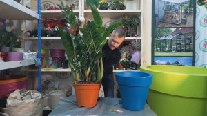 пересадка Замиокулькаса в кашпо Pure round и субстрат PON от Lechuza