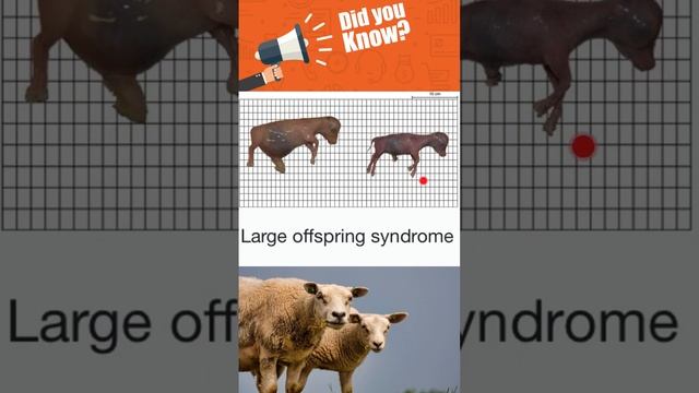 Large Offspring Syndrome (cloning) смотреть онлайн