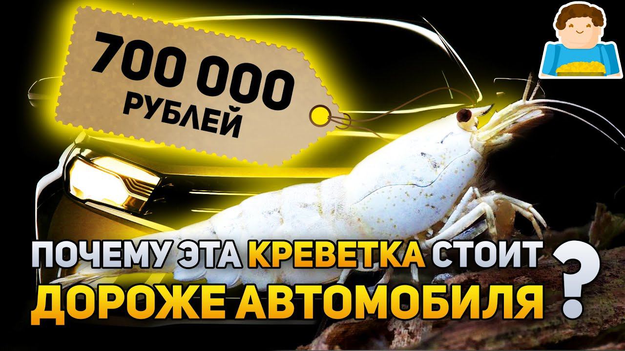 Почему эта креветка стоит дороже автомобиля? | Plushkin смотреть онлайн