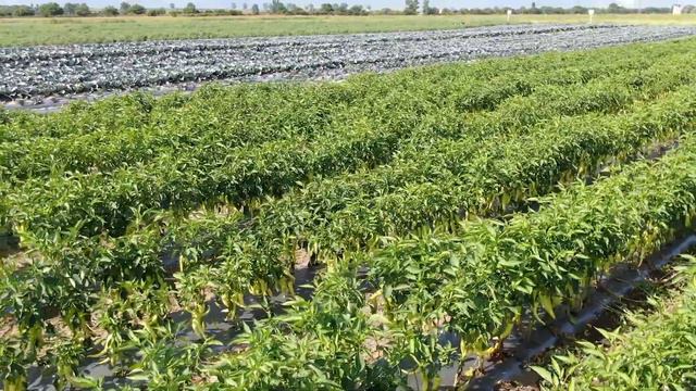 Иновации от CORTEVA AGRISCIENCE™ в зеленчукопроизводството смотреть онлайн