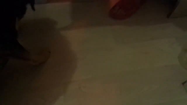 собака ест кедровые орехи и арахис смотреть онлайн