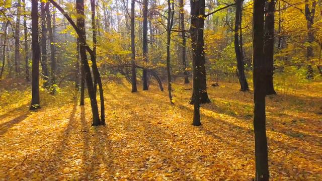Enchanting Autumn Forests with Beautiful Piano Music🍁4K Autumn Ambience & Fall Foliage смотреть онлайн