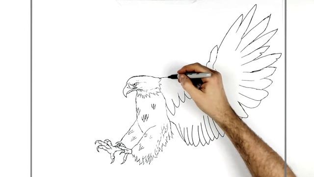 How To Draw A Bald Eagle (Hunting) | Step By Step смотреть онлайн