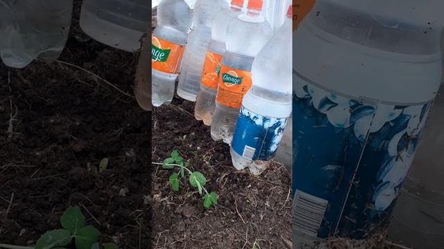 Свежая зелень до морозов