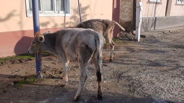 Шветлар сотилади Андижон вилояти Кургонтепа тумани. 97 58150 00. смотреть онлайн