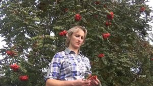 Куст рябиновый-НАТАЛЬЯ СУХАНОВА