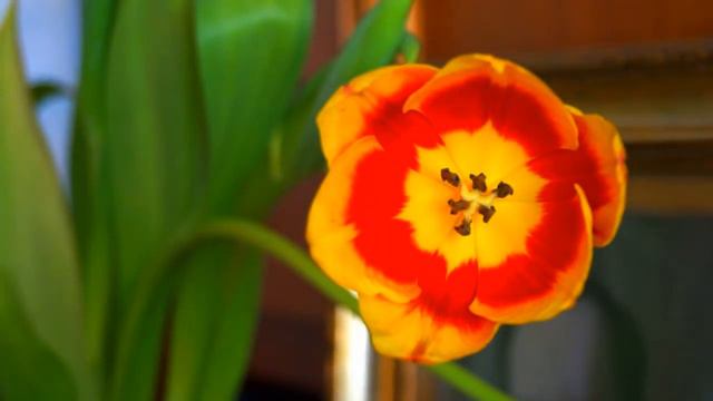 Цветы 8 Марта. Flowers on March 8. смотреть онлайн