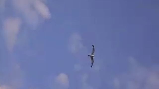 Чайки и море смотреть онлайн