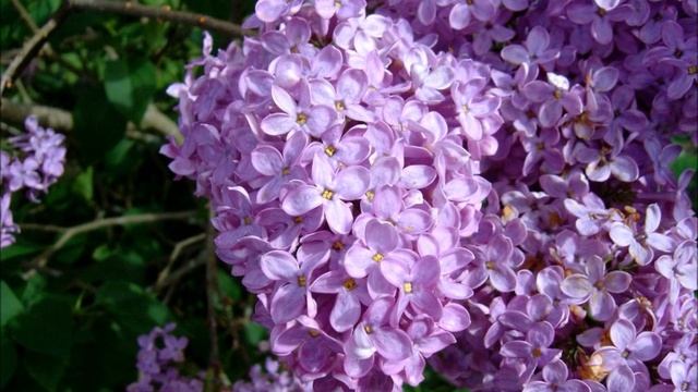 В. Залкин - Одинокая ветка сирени смотреть онлайн