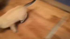 Котенок испугался робота пылесоса.