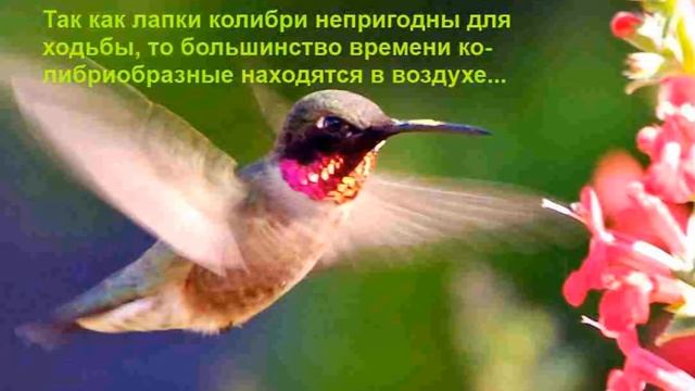 Колибри - маленькая птица