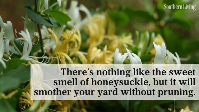 10 Plants That Will Take Over Your Yard | Southern Living