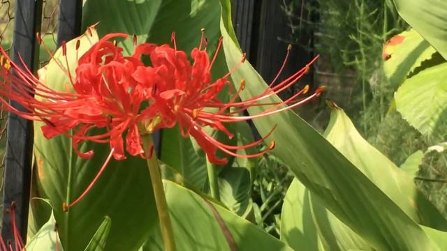 Psalm 15 (Who Shall Abide in God's Sanctuary?) смотреть онлайн