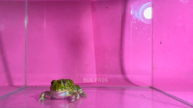 Spiders and frogs / Pacman frog , African bullfrog【LIVE FEEDING】 смотреть онлайн