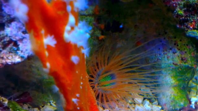 Cerianthus filiformis und Tigersponge смотреть онлайн