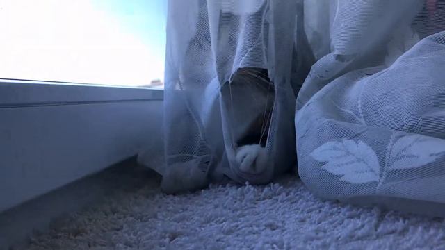 Мася нападает из засады смотреть онлайн