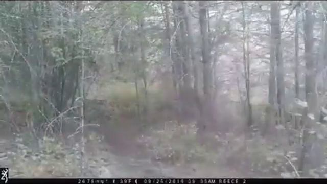 Гон изюбря смотреть онлайн