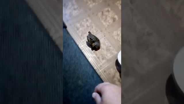 Натаска ягдтерьера по дичи смотреть онлайн