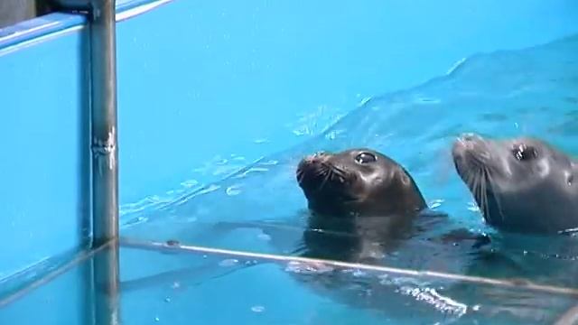 Нерпы в Красноярском нерпинарии смотреть онлайн