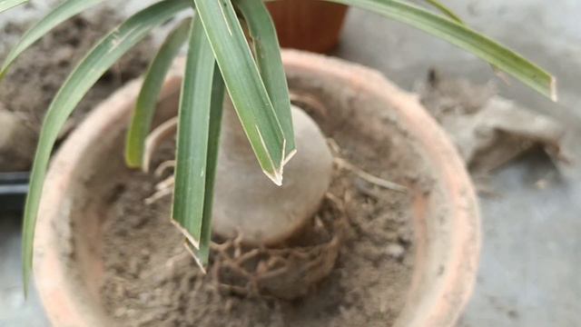 Repotting of Ponytail Palm and care guides | Nolina palm ya Sorahi Palm k bary main janiya #ponytai смотреть онлайн
