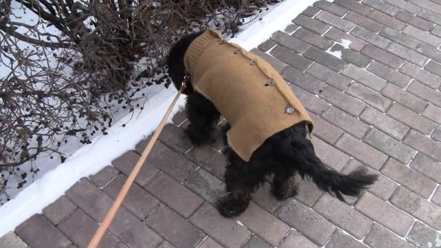 жилет для собаки своими руками смотреть онлайн