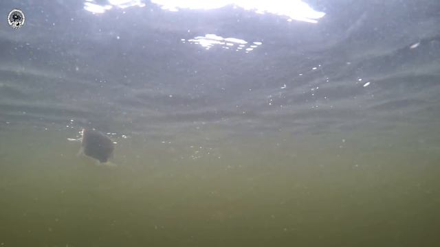 МИКРОДЖИГ. Ловим мирную рыбу. смотреть онлайн