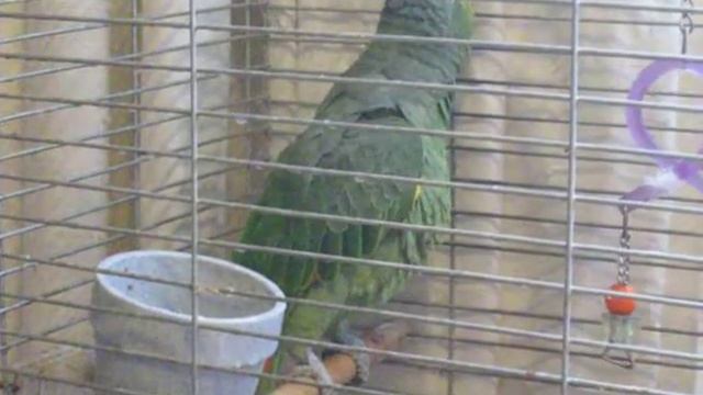 Венесуэльский амазон Маргошка )) смотреть онлайн