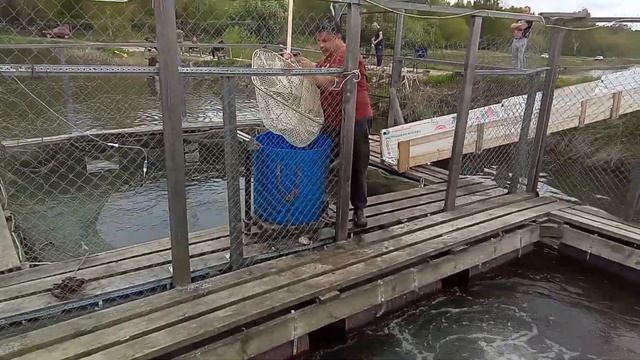 рыбалка в кокино.запуск осетра на водоем 2 смотреть онлайн