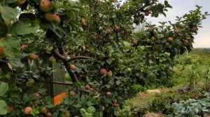 Яблоня Слава Победителю. Сбор урожая. Лучший сорт