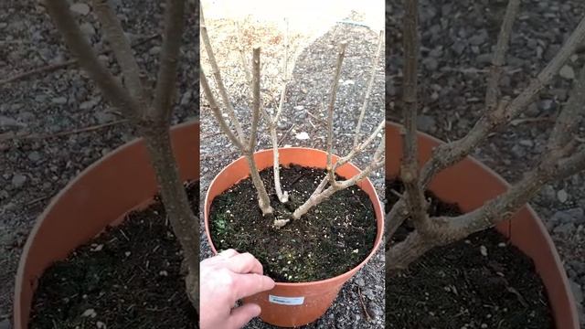 Мировой тренд сезона 2022! Hydrangea paniculata ‘Frenne’ (?Skyfall) Скайфолл. смотреть онлайн