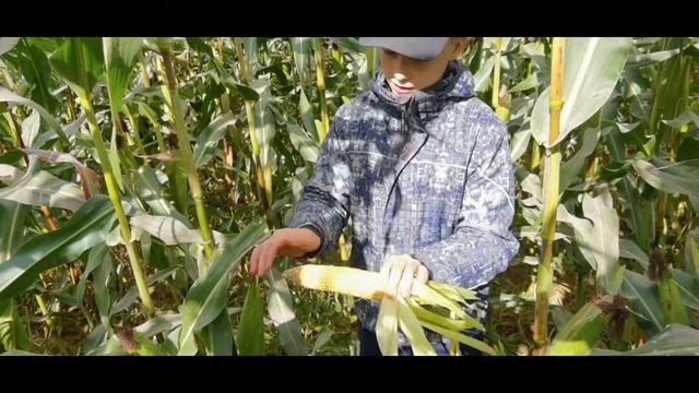 Где растёт сахарная кукуруза. Такую кукурузу я нашёл на поле. смотреть онлайн