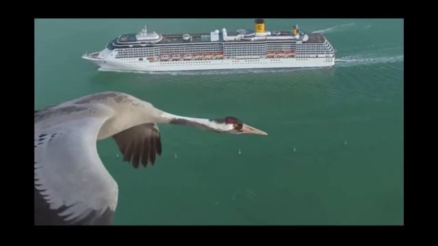 Ой, куда же вы летите, птицы лебеди по Небу смотреть онлайн