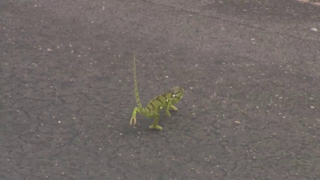 La danse du caméléon смотреть онлайн
