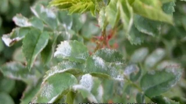 Петуния — что это, описание, как цветет, однолетняя или многолетняя смотреть онлайн