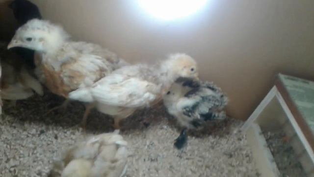 Кормушка для 3 недельных цыплят в действии. смотреть онлайн