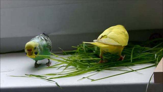 Козявки на лугу смотреть онлайн