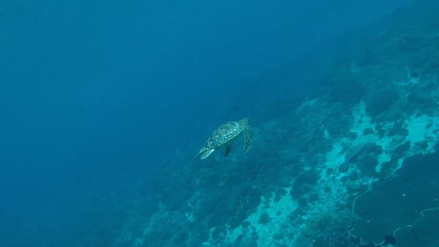 6-Week Bali Adventure | PT 2 Gili and Nusa Islands смотреть онлайн