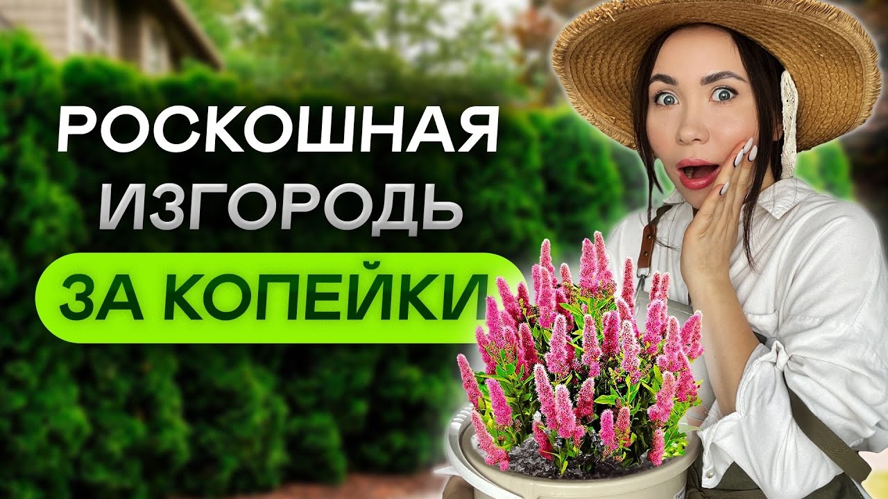 САМЫЕ ДЕШЕВЫЕ кустарники для живой изгороди! ЛЕГКО и ПРОСТО смотреть онлайн