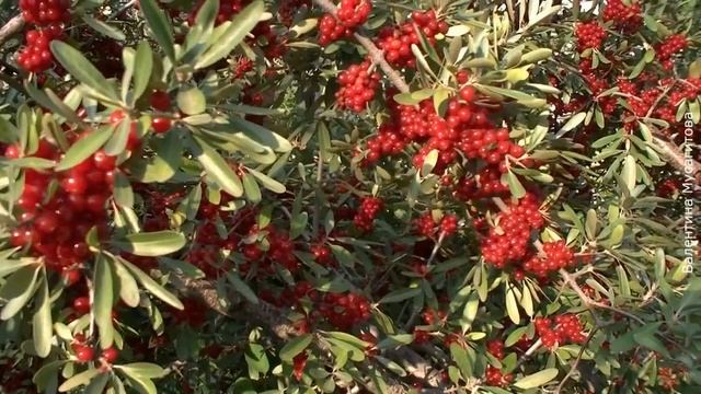 ❀ Шефердия – не только сладкая родственница облепихи, но и красивое декоративное растение