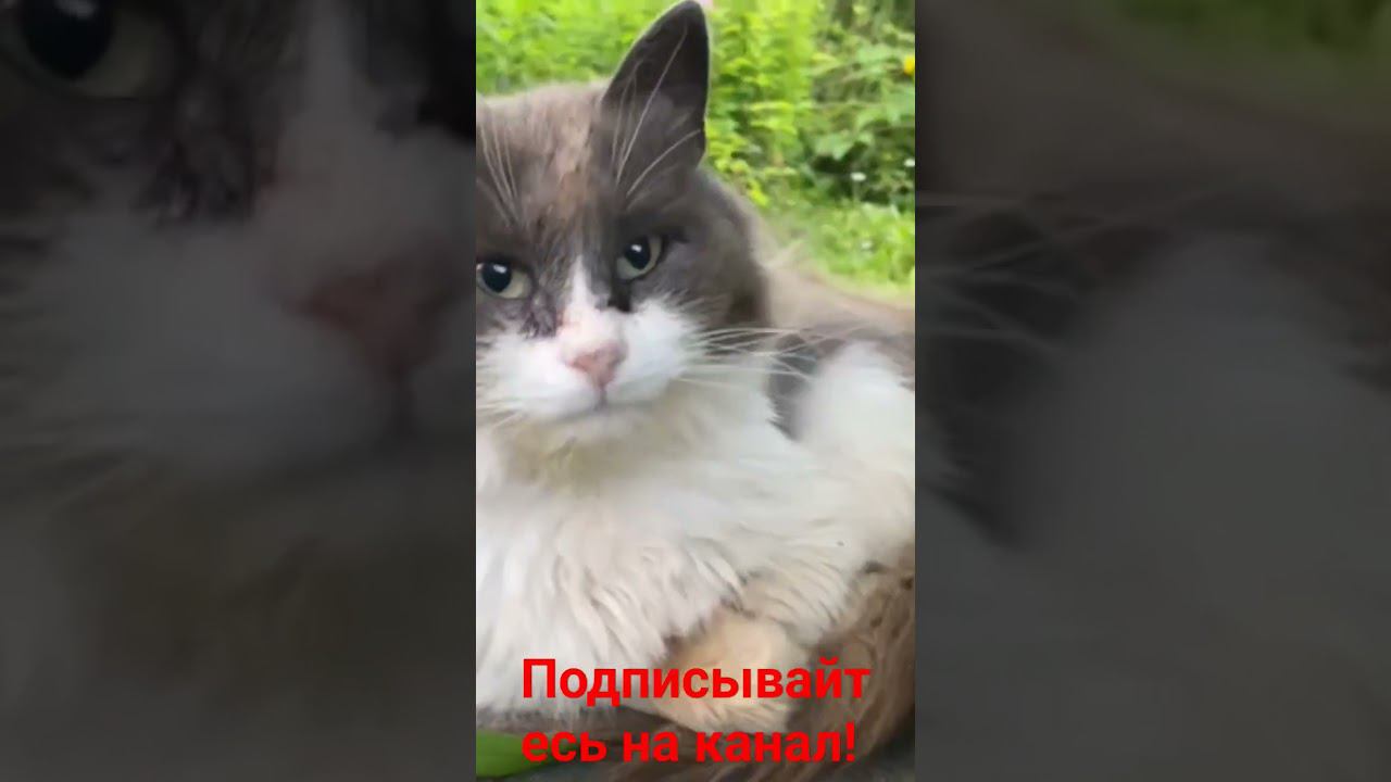 Барсик и его трон! смотреть онлайн