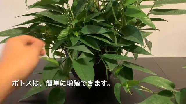 【 Cebu Blue Pothos 】Epipremnum Pinnatum セブ ブルー ポトス