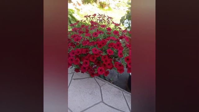 ГОД КАНАЛУ. МОЙ САД С ВЕСНЫ ДО ОСЕНИ. смотреть онлайн